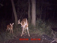 Buffalo County Whitetails