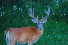 Buffalo County Boone and Crockett? 